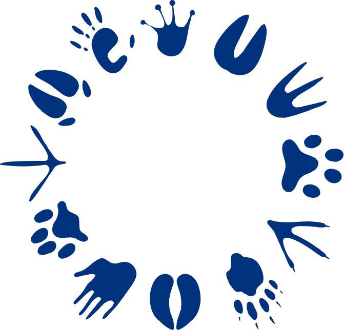 Animals Pattern